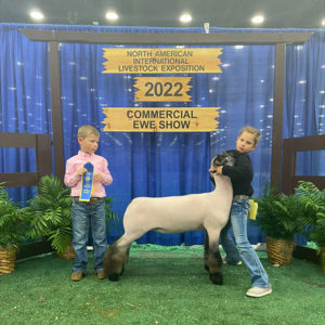 Class Winner  NAILE Commercial Ewe Show