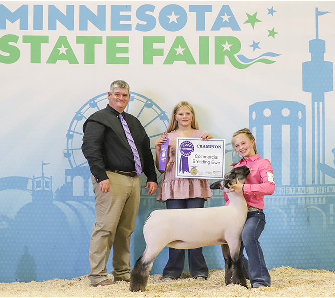 Champion Commercial Breeding Ewe<br />
MN State Fair FFA