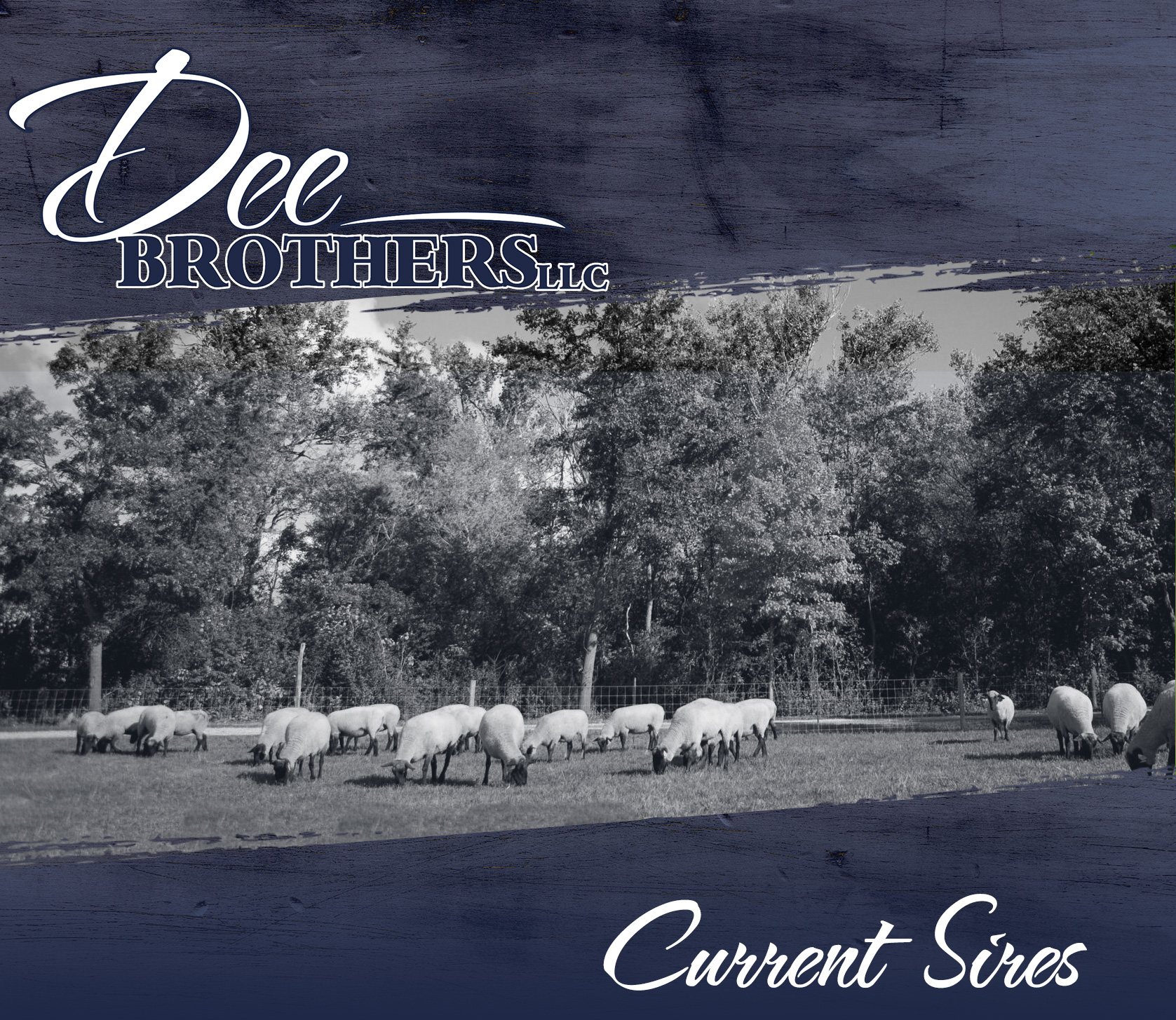 Current Sires