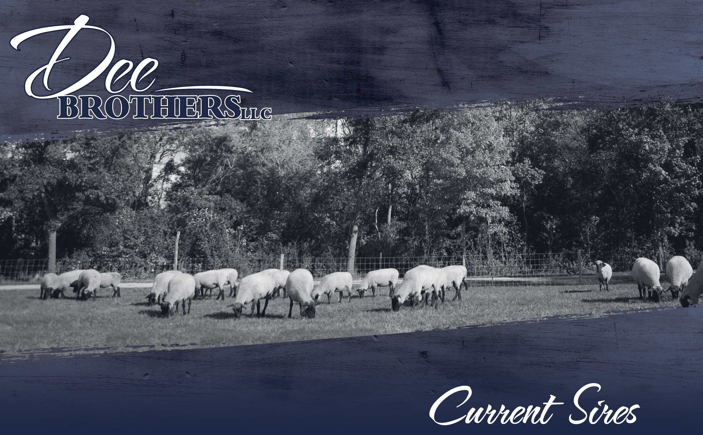 Current Sires
